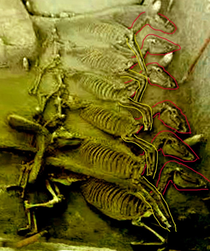 陆浑戎车马坑，六匹马前马腿都是搭在紧挨着的另一匹马的脖子上（2013LYXK1）(吴业恒 图).jpg