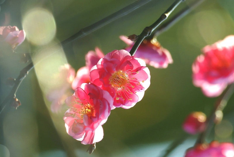 【光影瞬间】隋唐公园拍梅花