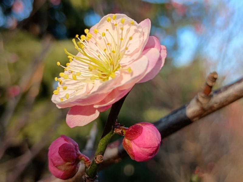 遇见梅花