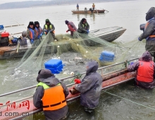 洛阳第七届陆浑开渔节开幕 新年第一网捕鱼2万余斤
