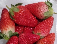 孟津草莓又大又甜，好吃不贵